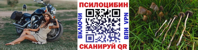 где найти наркотики  Дзержинск  Псилоцибиновые грибы мухоморы 